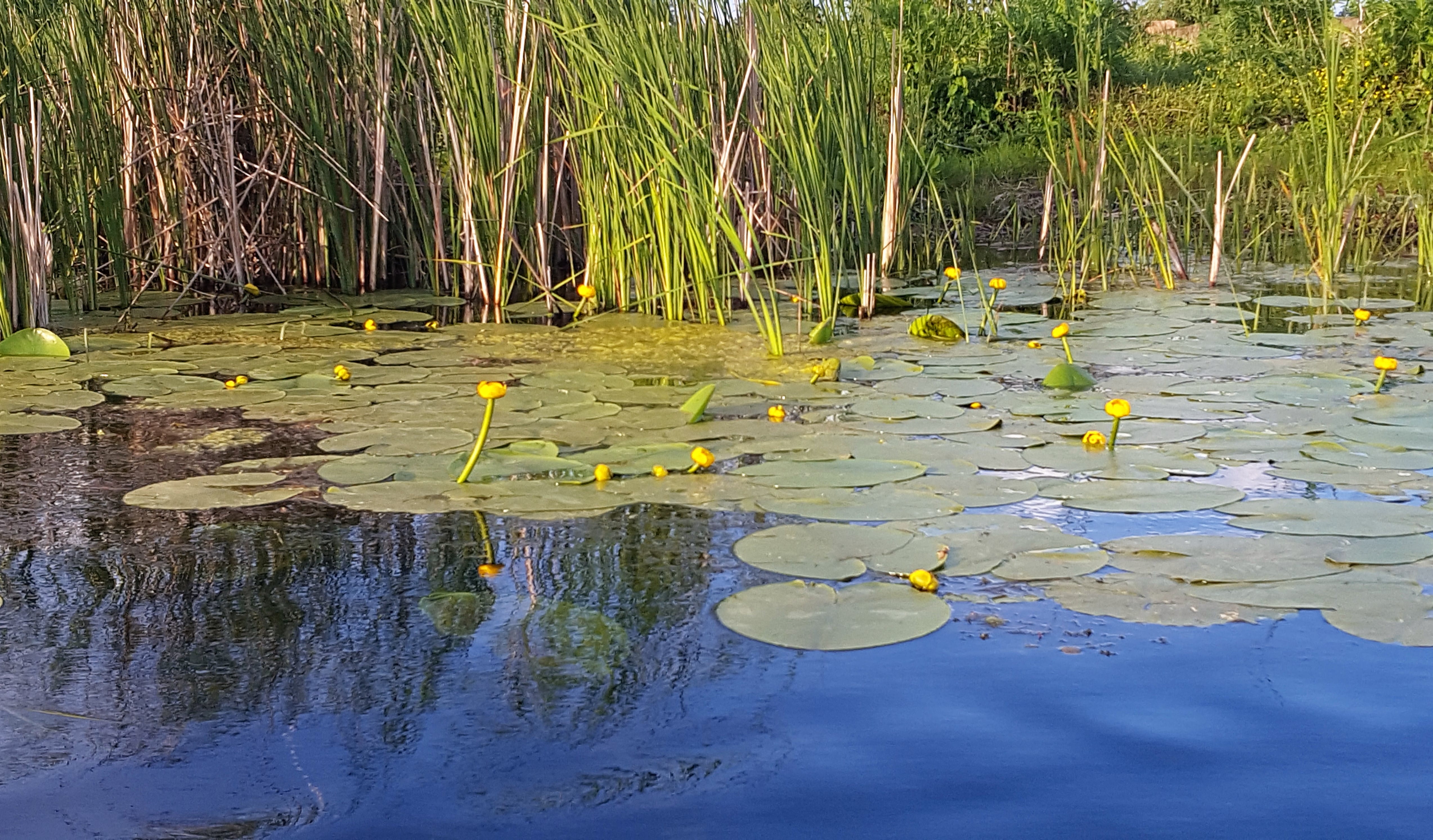 ce poti vizita in delta dunarii