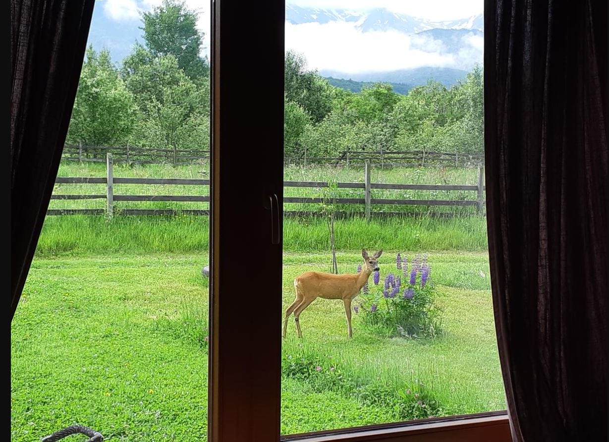 Cabana in padure de inchiriat Sibiu