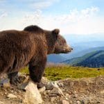 urs_pe_munte