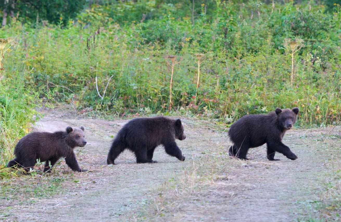 ce sa faci daca gasesti pui de urs